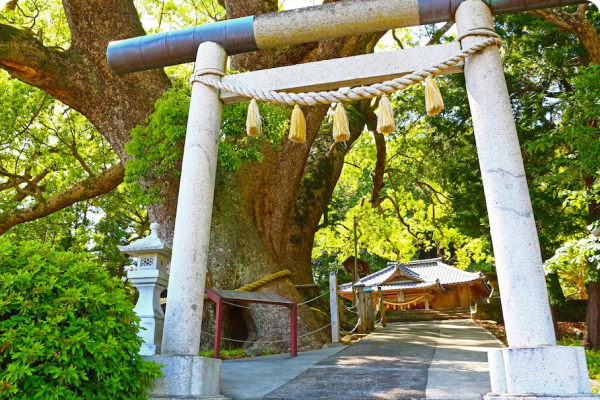 ③Couple camphor trees at Mishima Shrine