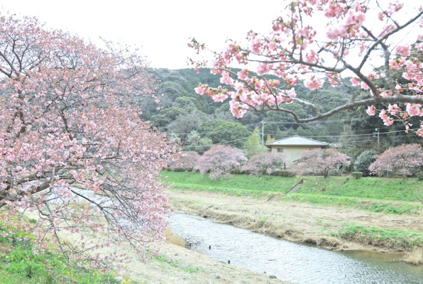 ④Cherry blossoms around Aono River